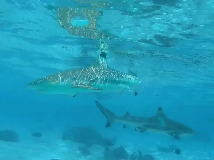 Requins pointe noire