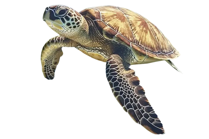 Tortue verte